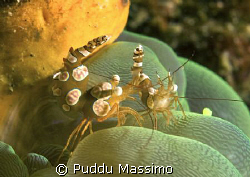 nikon d70s 60mm macro by Puddu Massimo 